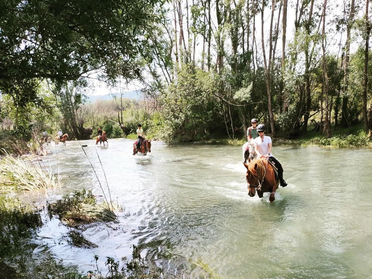 Dettaglio cavallo